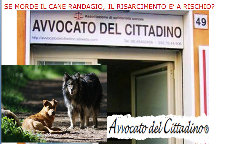 cane randagio morde risarcimento