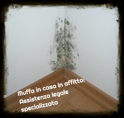 muffa affitto sito