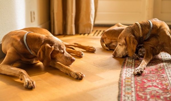 Cani che abbaiano in condominio. Due cose da sapere